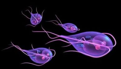 types de parasites dans le corps humain