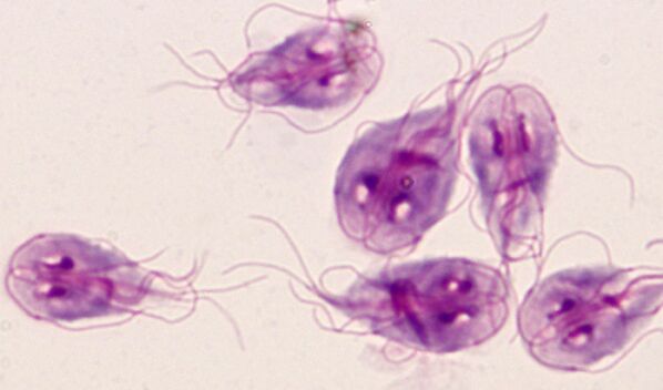 parasites protozoaires Giardia dans le corps humain