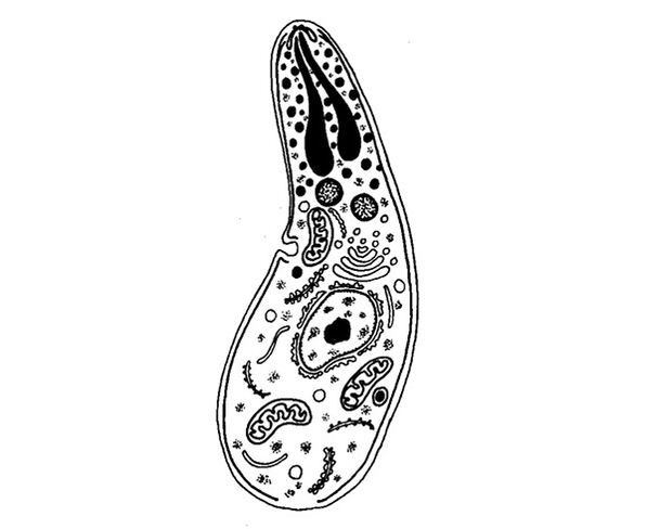 protozoaires parasites sporozoaires