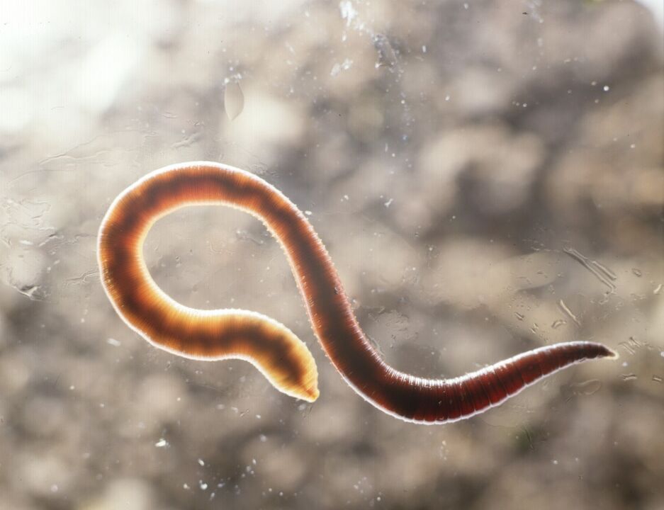 parasite du corps humain