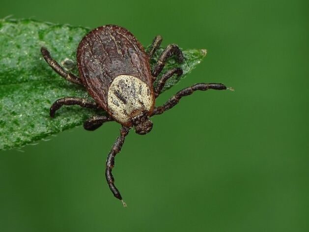 La tique est un ectoparasite, porteur d'encéphalite