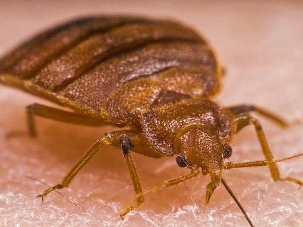 Un insecte au microscope – un ectoparasite suceur de sang